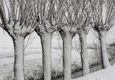 De Sneeuwonweer Noordeloos van de wilgenwinter royalty-vrije stock foto's De Sneeuwonweer Noordeloos van de wilgenwinter royalty-vrije stock foto's