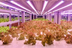 De snijsla groeit met het Geleide Licht van de installatiegroei in Verticale landbouwserre royalty-vrije stock foto's De snijsla groeit met het Geleide Licht van de installatiegroei in Verticale landbouwserre royalty-vrije stock foto's
