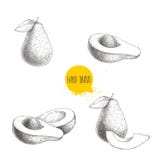 De stijlreeks van de avocadohand getrokken schets Exotische vruchten vectorillustraties, Geheel, besnoeiing en samenstellingen royalty-vrije illustratie De stijlreeks van de avocadohand getrokken schets Exotische vruchten vectorillustraties, Geheel, besnoeiing en samenstellingen royalty-vrije illustratie