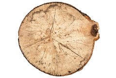 De stomp ronde die besnoeiing van de beukboom met ringen op witte achtergrondvorm hoogste mening worden geïsoleerd Stock Afbeeldingen De stomp ronde die besnoeiing van de beukboom met ringen op witte achtergrondvorm hoogste mening worden geïsoleerd Stock Afbeeldingen