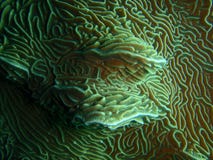 De structuur van Hardcoral Stock Foto