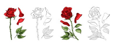 De tekening van de rozenhand en gekleurd Tot bloei komende rosebud Vector illustratie stock illustratie De tekening van de rozenhand en gekleurd Tot bloei komende rosebud Vector illustratie stock illustratie
