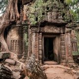De tempel van Ta Prohm met reuze banyan boom in Angkor Wat royalty-vrije stock foto's De tempel van Ta Prohm met reuze banyan boom in Angkor Wat royalty-vrije stock foto's