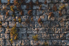 De textuur van de Anticmuur met mos en installatiesklimop, het concept van de de bergenstraat van Itali? stock afbeelding De textuur van de Anticmuur met mos en installatiesklimop, het concept van de de bergenstraat van Itali? stock afbeelding