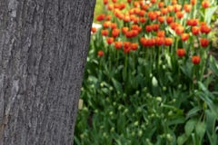 De textuur van de boomschors op een vage achtergrond van oranje tulpen stock afbeelding De textuur van de boomschors op een vage achtergrond van oranje tulpen stock afbeelding