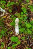 De therapeutische paddestoel` Veselka ` Fallus met een witte hoed, die in het Nationale Park van Bialowieza groeien stock foto De therapeutische paddestoel` Veselka ` Fallus met een witte hoed, die in het Nationale Park van Bialowieza groeien stock foto