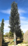 De toren van de celtelefoon als boom wordt vermomd die stock fotografie De toren van de celtelefoon als boom wordt vermomd die stock fotografie