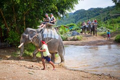 De trekking van de olifant in het Nationale Park van Khao Sok royalty-vrije stock afbeeldingen De trekking van de olifant in het Nationale Park van Khao Sok royalty-vrije stock afbeeldingen
