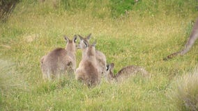 De Troep van de kangoeroewallaby - het Australische Wild stock footage De Troep van de kangoeroewallaby - het Australische Wild stock footage