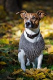 De trui van de hond stock fotografie De trui van de hond stock fotografie