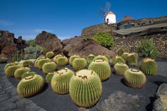 De tuin van de cactus, Lanzarote stock foto's De tuin van de cactus, Lanzarote stock foto's
