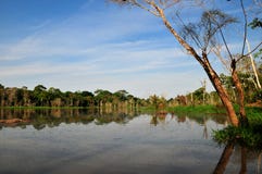 De Typische Mening van de Wildernis van Amazonië stock afbeeldingen De Typische Mening van de Wildernis van Amazonië stock afbeeldingen