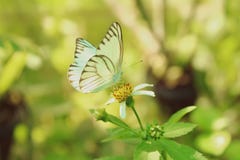 De uitstekende, Groene vlinder zuigt nectar Op de achter groene bladeren Stock Fotografie De uitstekende, Groene vlinder zuigt nectar Op de achter groene bladeren Stock Fotografie