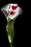 De valentijnskaarten Dag I houden van u drukten Witte Calla Lelie royalty-vrije stock foto De valentijnskaarten Dag I houden van u drukten Witte Calla Lelie royalty-vrije stock foto