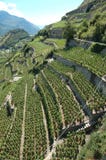 De Vallei van Wallis is grootste de wijnproducent van Switzerlands met royalty-vrije stock foto De Vallei van Wallis is grootste de wijnproducent van Switzerlands met royalty-vrije stock foto