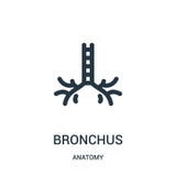 de vector van het bronchiepictogram van anatomieinzameling r Lineair symbool voor gebruik op Web vector illustratie de vector van het bronchiepictogram van anatomieinzameling r Lineair symbool voor gebruik op Web vector illustratie