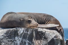 De Verbinding van de Galapagos het ontspannen op rots stock afbeelding De Verbinding van de Galapagos het ontspannen op rots stock afbeelding