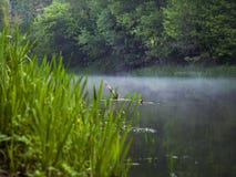De verdraaiende rivier stroomt tussen bomen in het bos stock fotografie De verdraaiende rivier stroomt tussen bomen in het bos stock fotografie