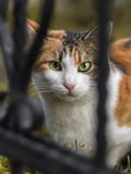 2019 de Verdwaalde nieuwe foto van Cat Photographer, leuke straatkat stock foto 2019 de Verdwaalde nieuwe foto van Cat Photographer, leuke straatkat stock foto