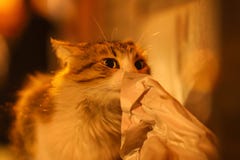 2019 de Verdwaalde nieuwe foto van Cat Photographer, leuke straatkatten in de nacht stock foto 2019 de Verdwaalde nieuwe foto van Cat Photographer, leuke straatkatten in de nacht stock foto