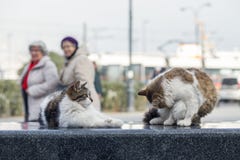 2019 de Verdwaalde nieuwe foto van Cat Photographer, leuke straatkatten in de straat royalty-vrije stock afbeeldingen 2019 de Verdwaalde nieuwe foto van Cat Photographer, leuke straatkatten in de straat royalty-vrije stock afbeeldingen