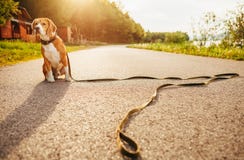 De verloren brakhond zit alleen op de weg royalty-vrije stock afbeeldingen De verloren brakhond zit alleen op de weg royalty-vrije stock afbeeldingen