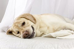 De vermoeide hond ligt op het bed stock foto De vermoeide hond ligt op het bed stock foto