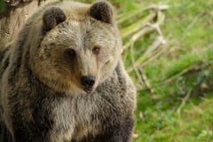 De visage ours grizly en nature photos libres de droits De visage ours grizly en nature photos libres de droits