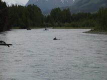 De vissers die op een Amerikaanse eland letten kruisen de Russische rivier in de lente De vissers die op een Amerikaanse eland letten kruisen de Russische rivier in de lente