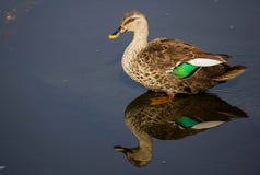 De vlek factureerde eend in een water bij meer, mooie spiegelbezinning van steltvogel stock afbeeldingen De vlek factureerde eend in een water bij meer, mooie spiegelbezinning van steltvogel stock afbeeldingen