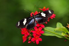 De vlinder van Longwing van Doris op rode bloemen stock foto De vlinder van Longwing van Doris op rode bloemen stock foto