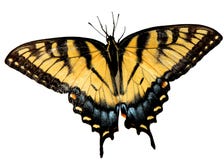 De Vlinder van Swallowtail van de Tijger van Pasen stock fotografie De Vlinder van Swallowtail van de Tijger van Pasen stock fotografie