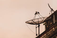 De vogels zijn op satellietschotels royalty-vrije stock afbeeldingen De vogels zijn op satellietschotels royalty-vrije stock afbeeldingen