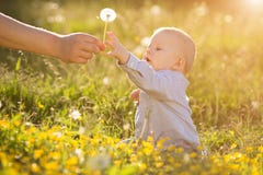 De volwassen hand houdt babypaardebloem bij de zitting van het zonsondergangjonge geitje in een meado stock afbeelding De volwassen hand houdt babypaardebloem bij de zitting van het zonsondergangjonge geitje in een meado stock afbeelding