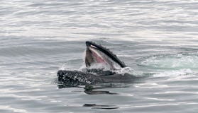 De volwassen oppervlakte van de Gebocheldewalvis valt het voeden, Antarctisch Schiereiland uit royalty-vrije stock afbeeldingen De volwassen oppervlakte van de Gebocheldewalvis valt het voeden, Antarctisch Schiereiland uit royalty-vrije stock afbeeldingen