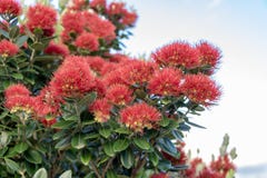 De vroege bloemen van ochtendpohutukawa in Nieuw Zeeland stock afbeeldingen De vroege bloemen van ochtendpohutukawa in Nieuw Zeeland stock afbeeldingen