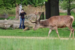 De vrouw neemt foto van wilde herten in park royalty-vrije stock foto's De vrouw neemt foto van wilde herten in park royalty-vrije stock foto's