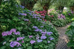 De weg door de hydrangea hortensia stock afbeeldingen De weg door de hydrangea hortensia stock afbeeldingen