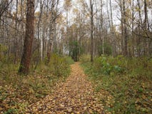 De weg in het de herfstbos is behandeld met gevallen bladeren Royalty-vrije Stock Afbeeldingen De weg in het de herfstbos is behandeld met gevallen bladeren Royalty-vrije Stock Afbeeldingen