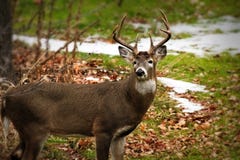 De Whitetailherten hardnekkig verzetten tegen zich bevindende breedte maar het onder ogen zien van camera royalty-vrije stock afbeeldingen De Whitetailherten hardnekkig verzetten tegen zich bevindende breedte maar het onder ogen zien van camera royalty-vrije stock afbeeldingen