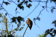 De wig verwijderde de steel van Eagle, roofvogel die op een boom neerstrijken zoekend prooi in Nepal stock fotografie De wig verwijderde de steel van Eagle, roofvogel die op een boom neerstrijken zoekend prooi in Nepal stock fotografie