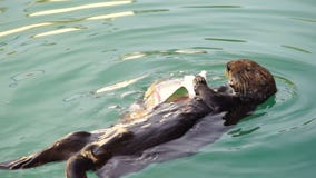 De wilde Overzeese Otter eet het Verse de Baai Dierlijke Wild van de Vissenverrijzenis stock video De wilde Overzeese Otter eet het Verse de Baai Dierlijke Wild van de Vissenverrijzenis stock video