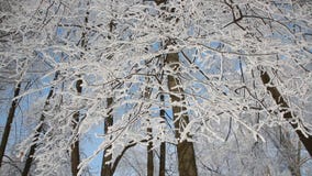 De winterlandschap - snow-covered bos in zonnig weer stock video De winterlandschap - snow-covered bos in zonnig weer stock video