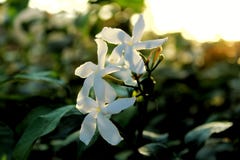 De witte bloemclose-up klikt met donkergroene achtergrond royalty-vrije stock afbeelding De witte bloemclose-up klikt met donkergroene achtergrond royalty-vrije stock afbeelding