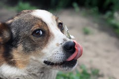 de witte hond likt zijn neus, waarop een vlinder zit royalty-vrije stock foto de witte hond likt zijn neus, waarop een vlinder zit royalty-vrije stock foto