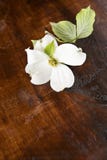 De witte Houten Achtergrond van de Kornoelje stock foto De witte Houten Achtergrond van de Kornoelje stock foto
