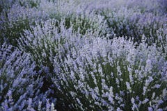 De witte lavendel bloeit dicht omhoog gezien Lavendelgebied in de zomer ukraine royalty-vrije stock foto De witte lavendel bloeit dicht omhoog gezien Lavendelgebied in de zomer ukraine royalty-vrije stock foto