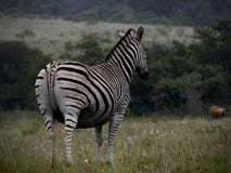 De zebra van Burchell royalty-vrije stock afbeeldingen De zebra van Burchell royalty-vrije stock afbeeldingen