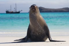 De zeeleeuw van de Galapagos stelt wijd stock fotografie De zeeleeuw van de Galapagos stelt wijd stock fotografie