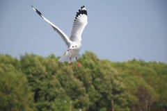 De zeemeeuw bereidt het vliegen neer aan bestemming voor stock foto's De zeemeeuw bereidt het vliegen neer aan bestemming voor stock foto's